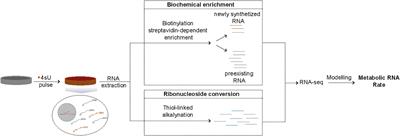 A Protocol for Transcriptome-Wide Inference of RNA Metabolic Rates in Mouse Embryonic Stem Cells